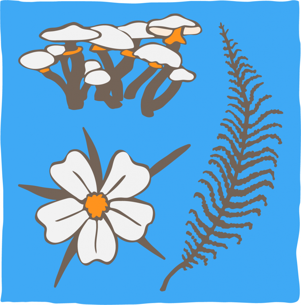 Flora en Mycoflora